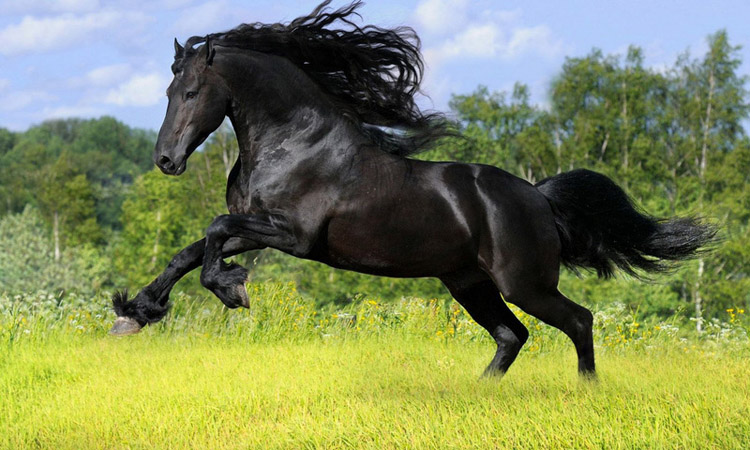 фризская лошадь Источник фото: arts-wallpapers.com Самый красивый конь в мире
