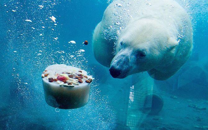 Белый Медведь под водой, Интересные факты о Белых Медведях