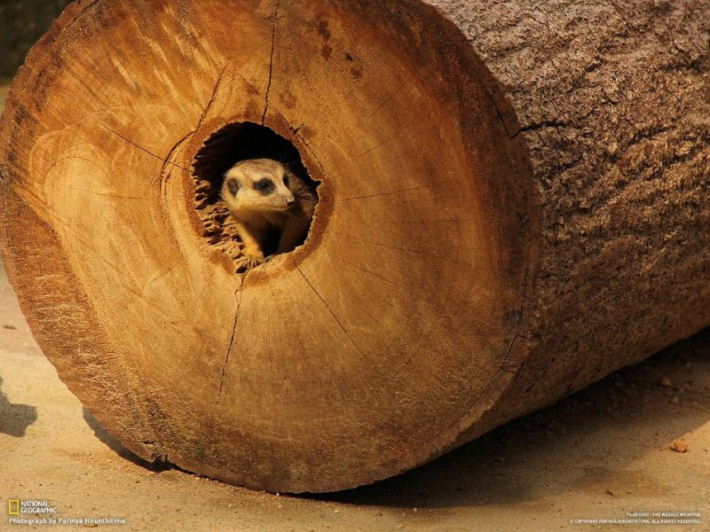 Подборка замечательных фотографий от National Geographic