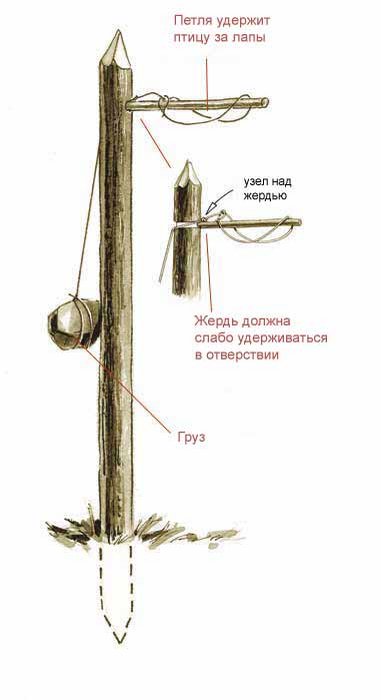 Птичьи капканы