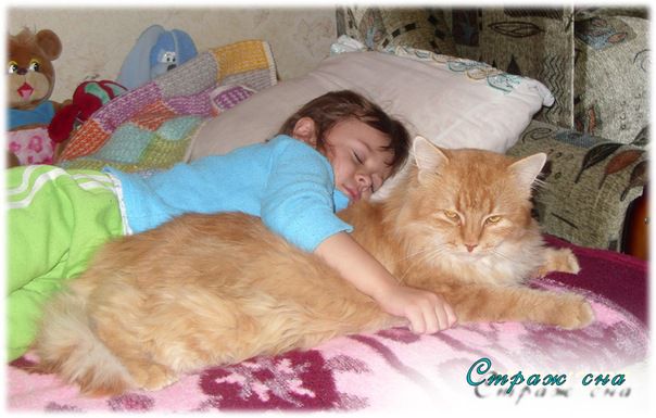 кошки, дети, дом