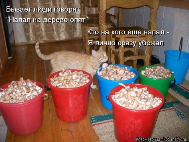 Лучшие котоматрицы за прошедшую неделю)) Лучшие котоматрицы за прошедшую неделю))