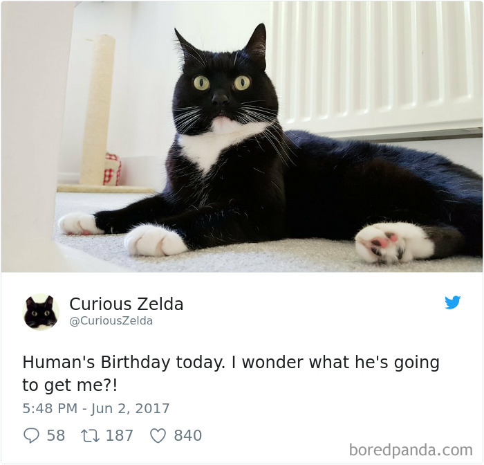 Curious-Zelda-Cat-Tweets