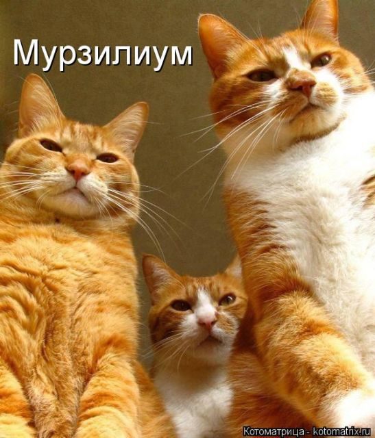 Самые свежие котоматрицы )) Самые свежие котоматрицы ))