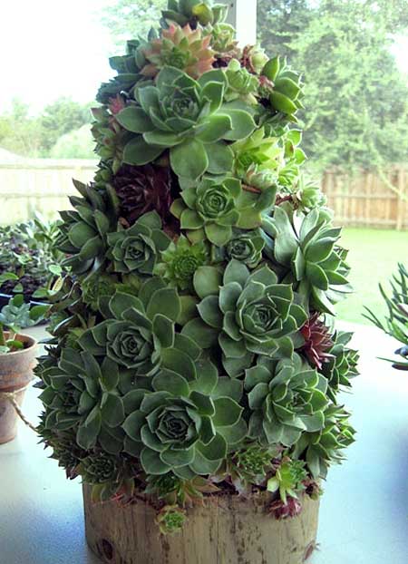 Эти необычные суккуленты: фото оригинальных елочек