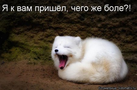 котомашечки от Лисицы))