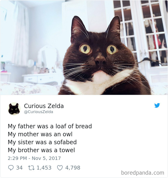 Curious-Zelda-Cat-Tweets