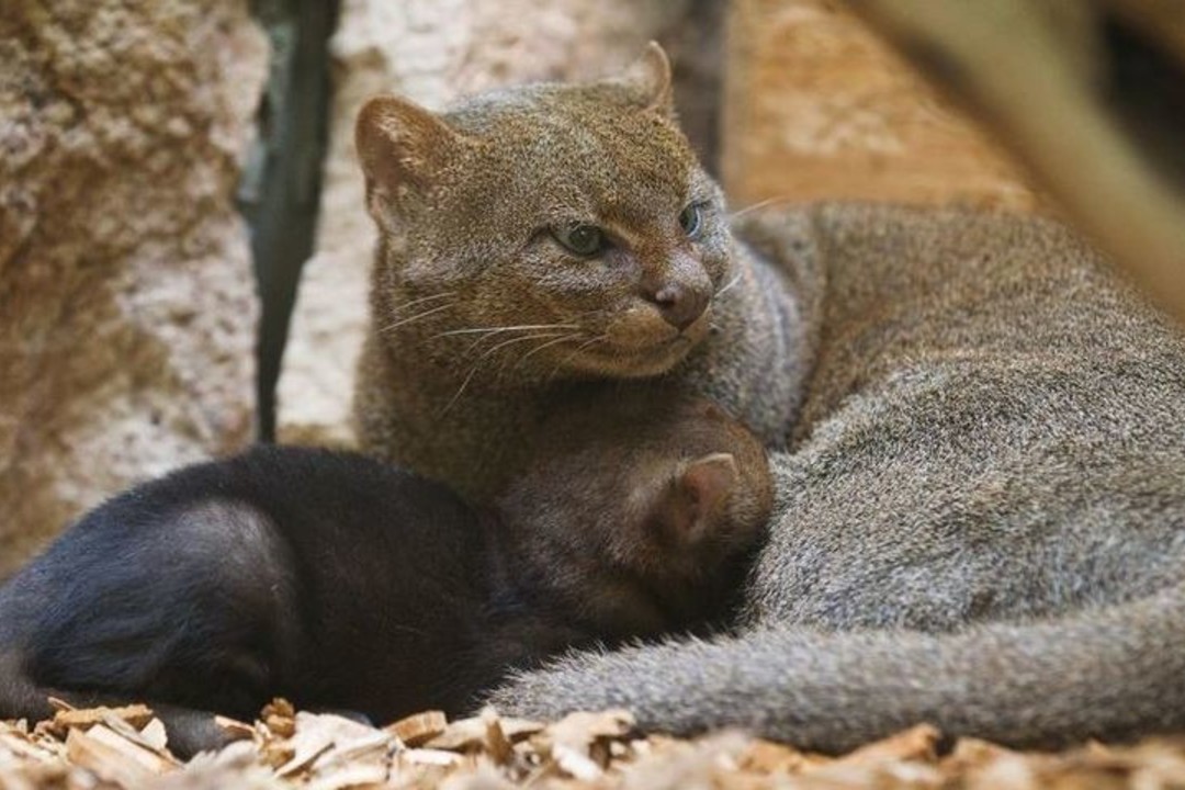 Ягуарунди - кошка, которая умеет чирикать, питается фруктами и дружит с обезьянами