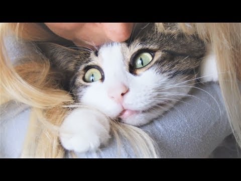 Поцелуй кота на День Влюблённых Поцелуй кота на День Влюблённых