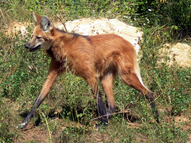 Гривастый или гривистый волк (лат. Chrysocyon brachyurus) (англ. Maned wolf)