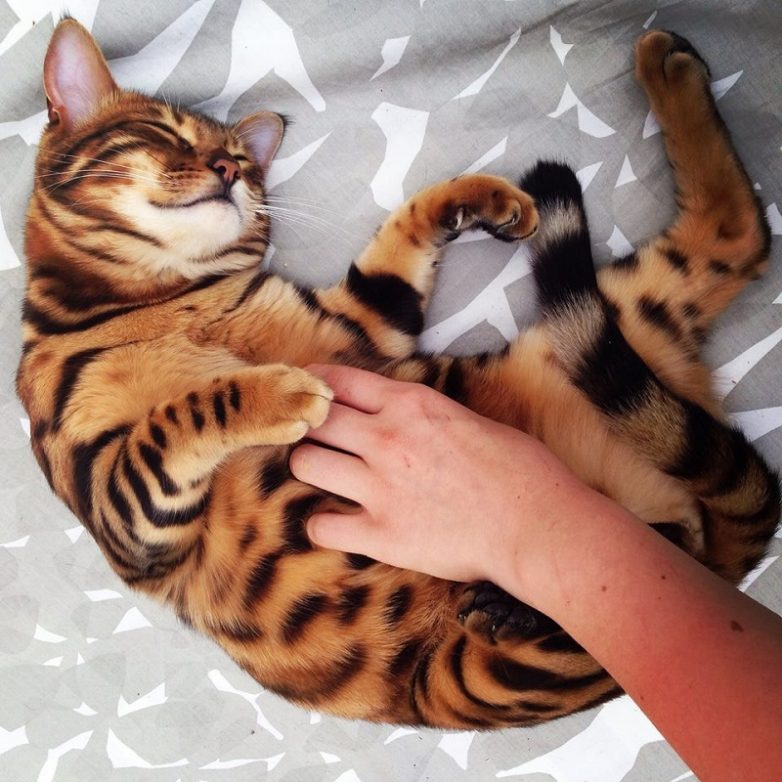 Кот, который стоит больше, чем твой iPhone