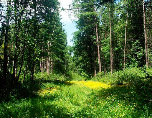 Почему наши леса молодые?