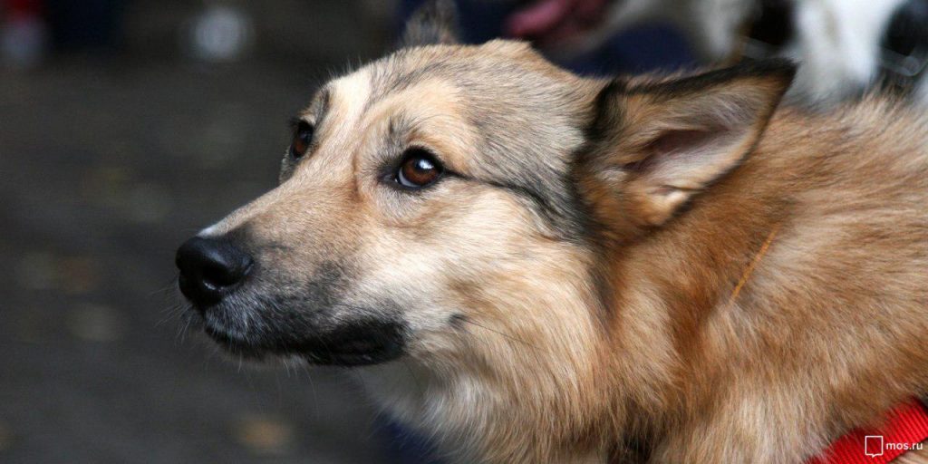В Южнопортовом собирают корма, игрушки и лакомства для животных из приюта