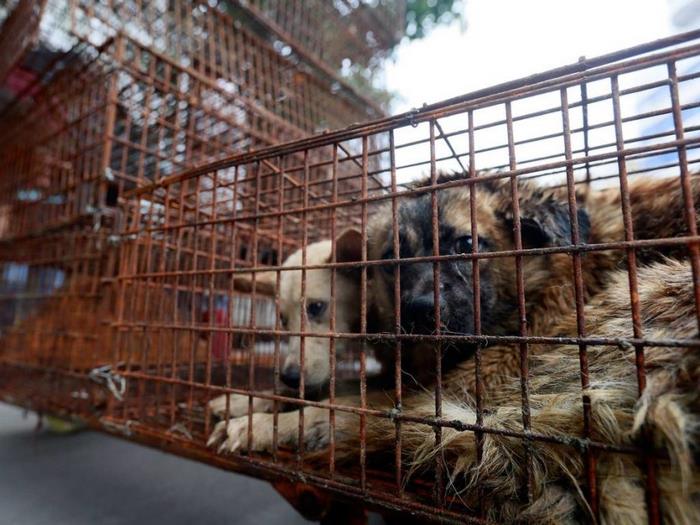 dog-meat-ban-yulin-festival-china- (2)