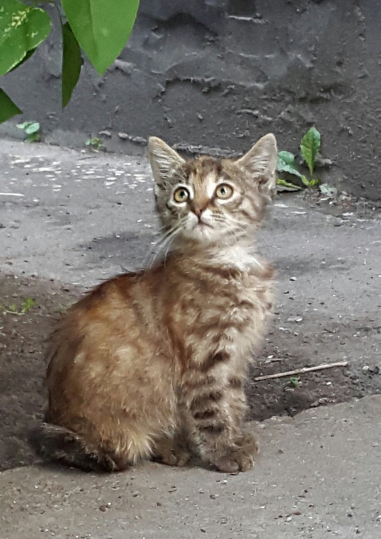 Торопитесь, на улице им немного осталось. Может быть, именно это - ваше мурчащее счастье! Торопитесь, на улице им немного осталось. Может быть, именно это - ваше мурчащее счастье!