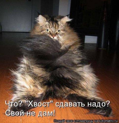 Лучшие котоматрицы недели, 25 фото