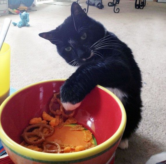 Коты, которых застали врасплох. И вовсе они не воруют, они охотятся! Коты, которых застали врасплох. И вовсе они не воруют, они охотятся!