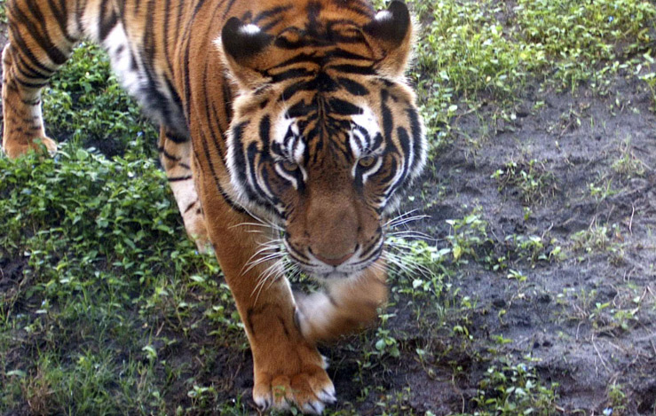 Китайца посадили на 13 лет за поедание тигров