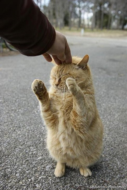 Коты прямоходящие Коты прямоходящие