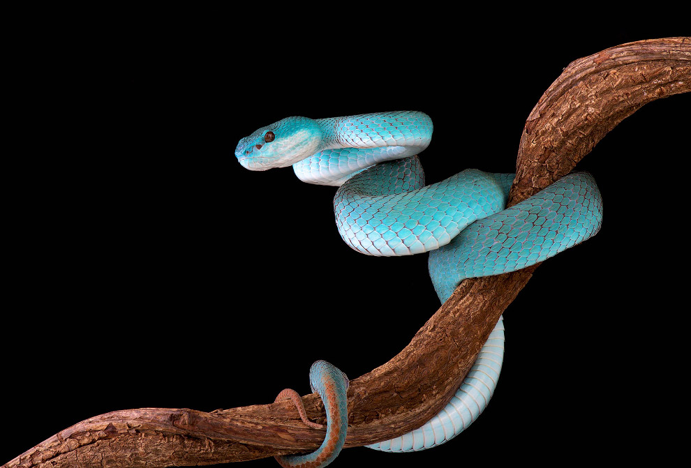 Белогубая куфия (лат. Trimeresurus albolabris) Белогубая куфия (лат. Trimeresurus albolabris)