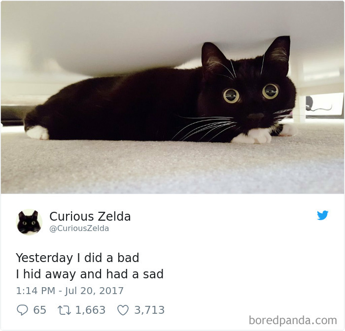 Curious-Zelda-Cat-Tweets