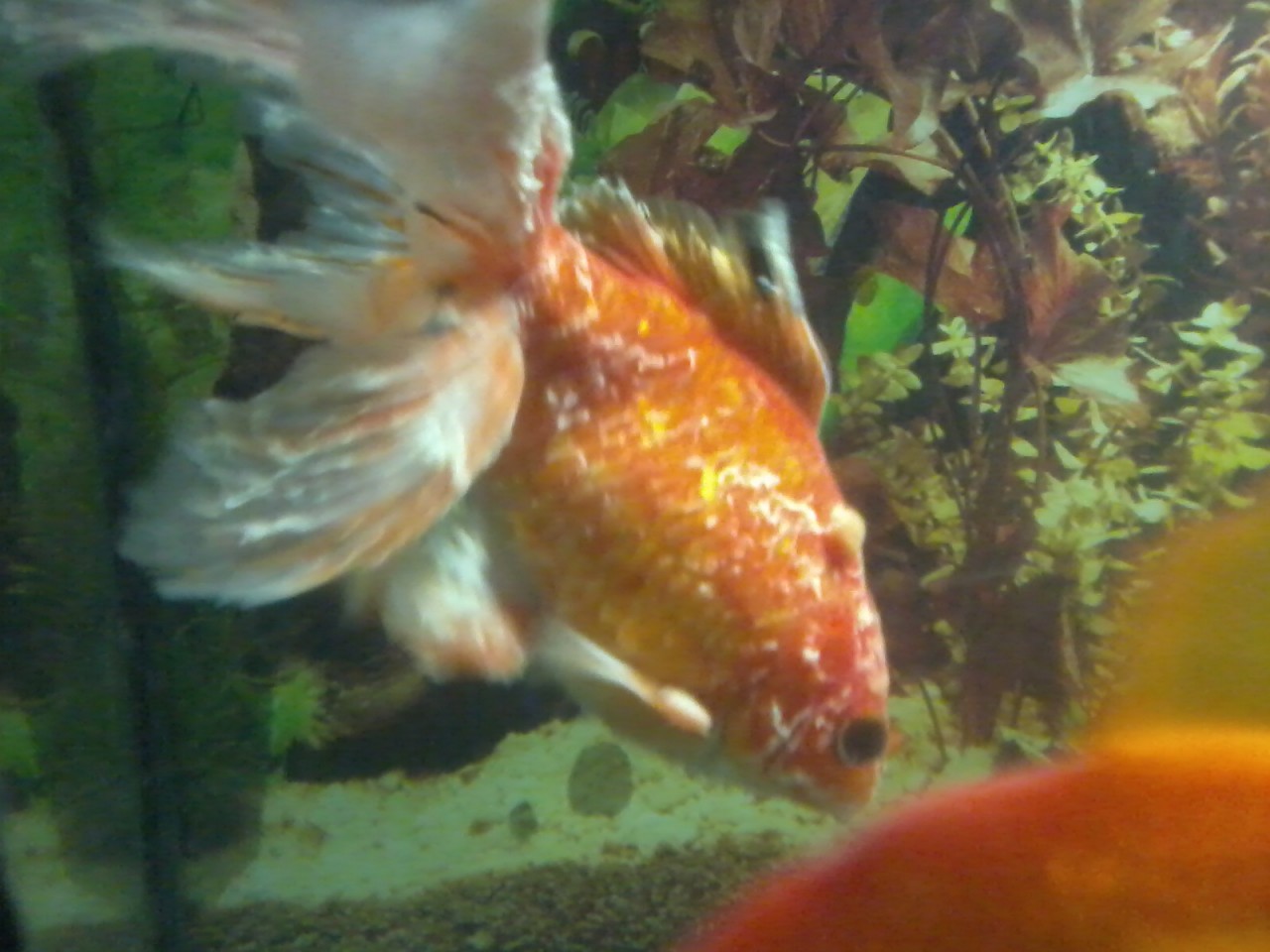 Рыбки Золотушки аквариумные Золотушка