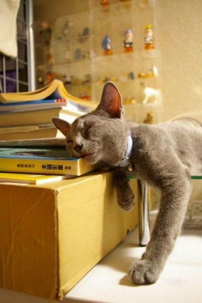 Кот учёный И где только не спали еще кошки и коты
(15 фото)
