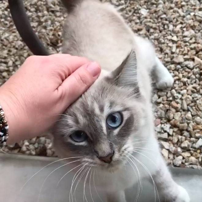Кошка на улице Кошку гладят