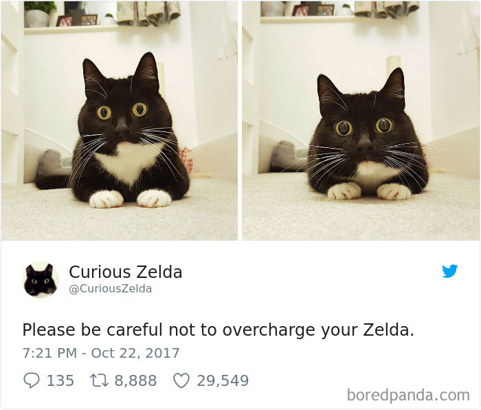 Curious-Zelda-Cat-Tweets