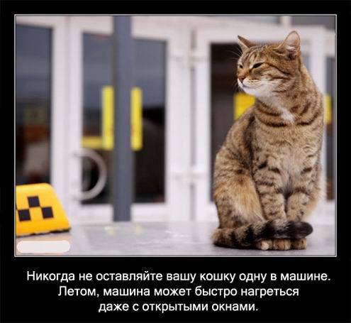 Интересные факты о кошках в картинках Интересные факты о кошках в картинках