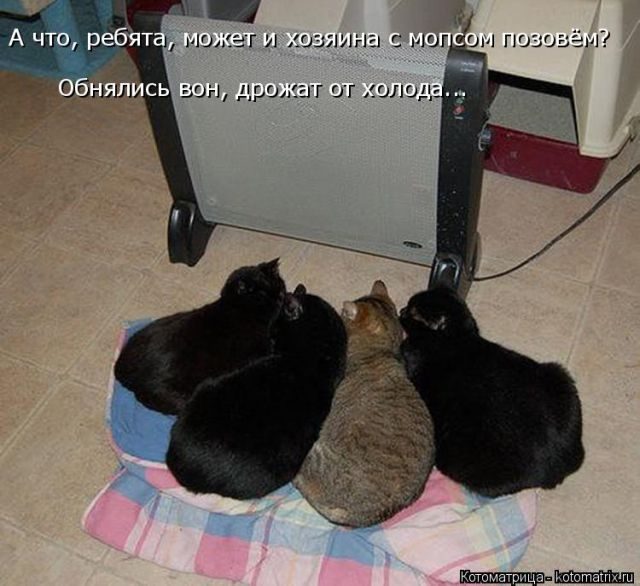 Котоматрицы для подзарядки позитивом))) Котоматрицы для подзарядки позитивом)))