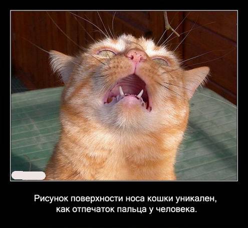 Интересные факты о кошках в картинках Интересные факты о кошках в картинках