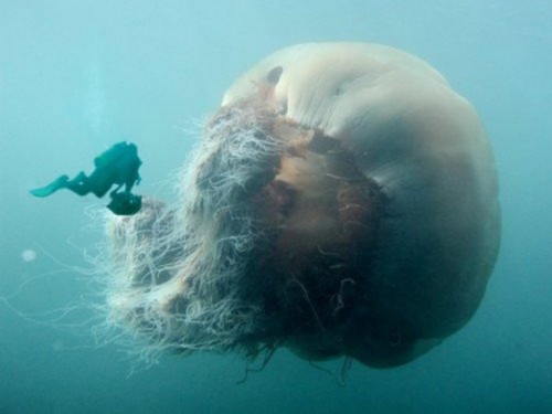 Гигантская арктическая медуза (лат. Ceanea arctica) (англ. Giant  Jellyfish)