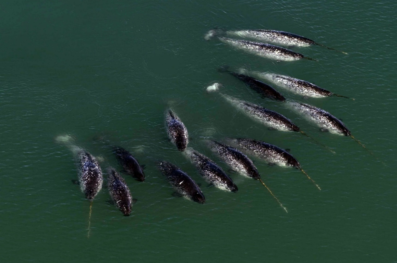Pod of Narwhals Pod of Narwhals