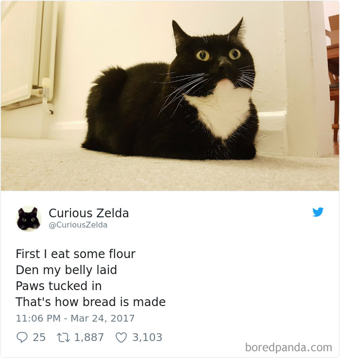 Curious-Zelda-Cat-Tweets