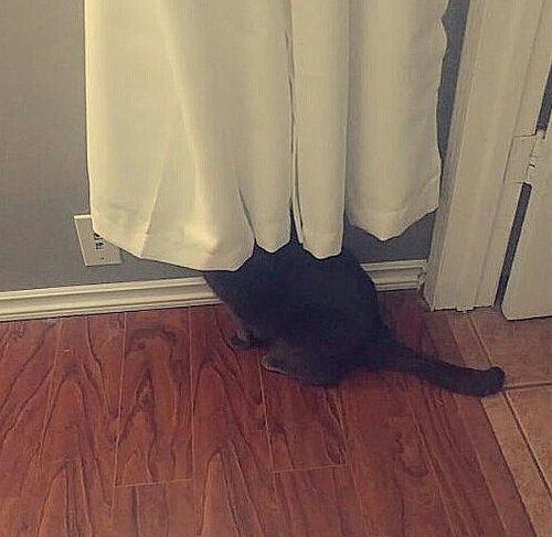 Кошки, пойманные с поличным Кошки, пойманные с поличным
