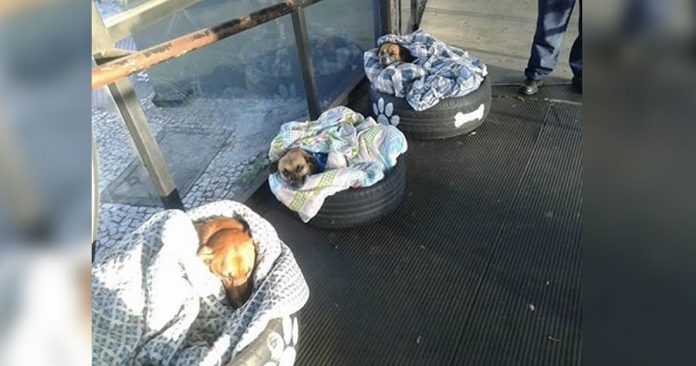 stray_dogs_bus_station_featured