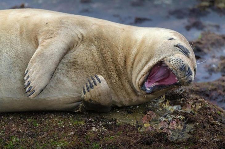 Финалисты конкурса самых смешных фотографий диких животных «Comedy Wildlife Photography Awards 2017» самые смешные животные 2017, самые смешные фотографии диких животных, Comedy Wildlife Photography Awards 2017