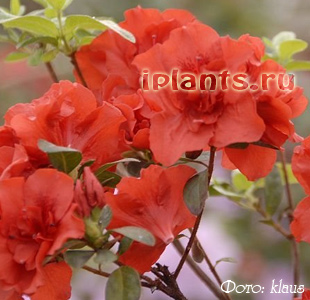 азалия аполло