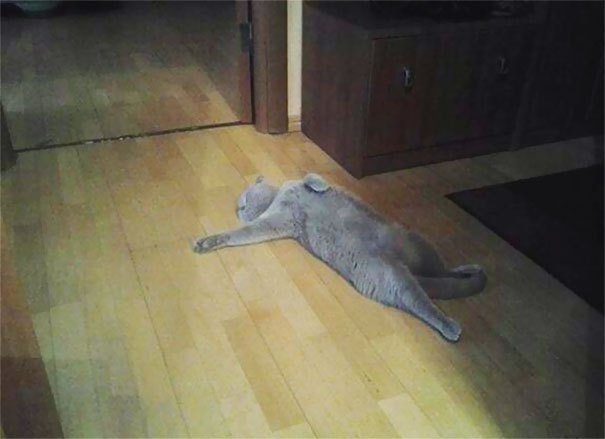 Драматические коты, по которым Оскар аж плачет