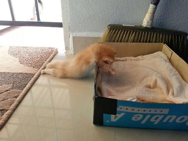 Смешные фотографии кошек и собак, которые не умеют пользоваться кроватями и не прочь поспать друг на друге кошки и собаки спят друг на друге, животные не умеют пользоваться кроватями