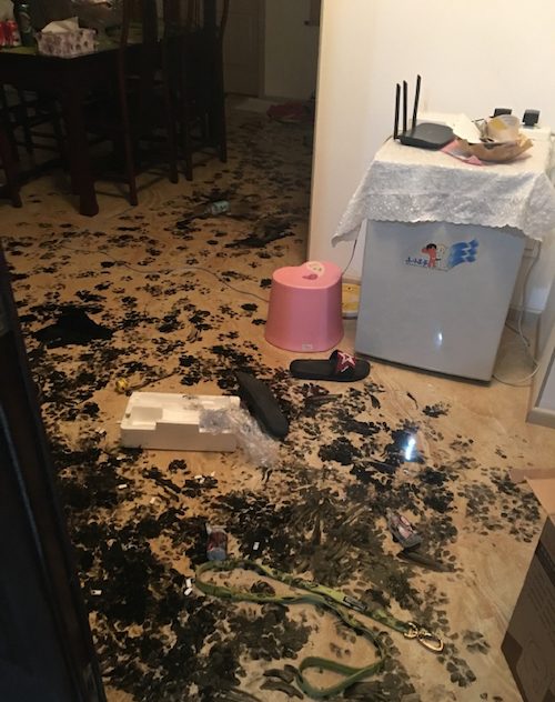 Хозяева пожалели о том, что решили оставить его одного дома