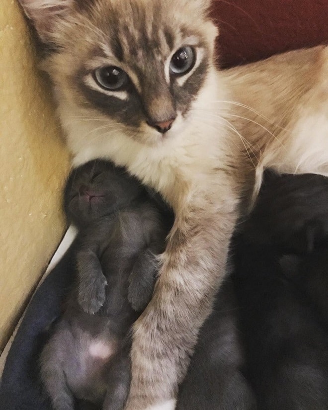 Кошка и черный котенок Кошка обнимает котят