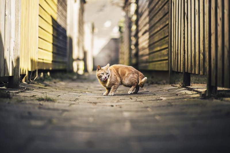 Кошачьи истории в фоторграфиях животные, коты