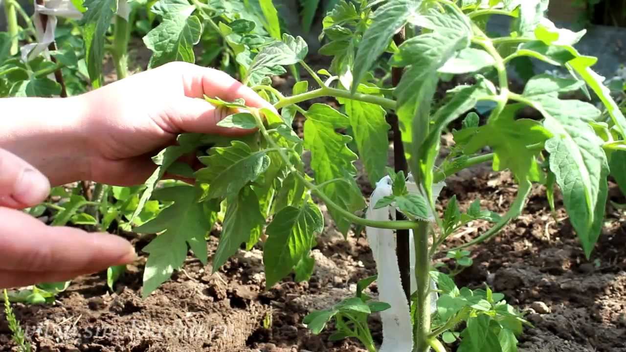 Когда пасынковать помидоры в теплице пошаговое фото Когда пасынковать помидоры в теплице пошаговое фото