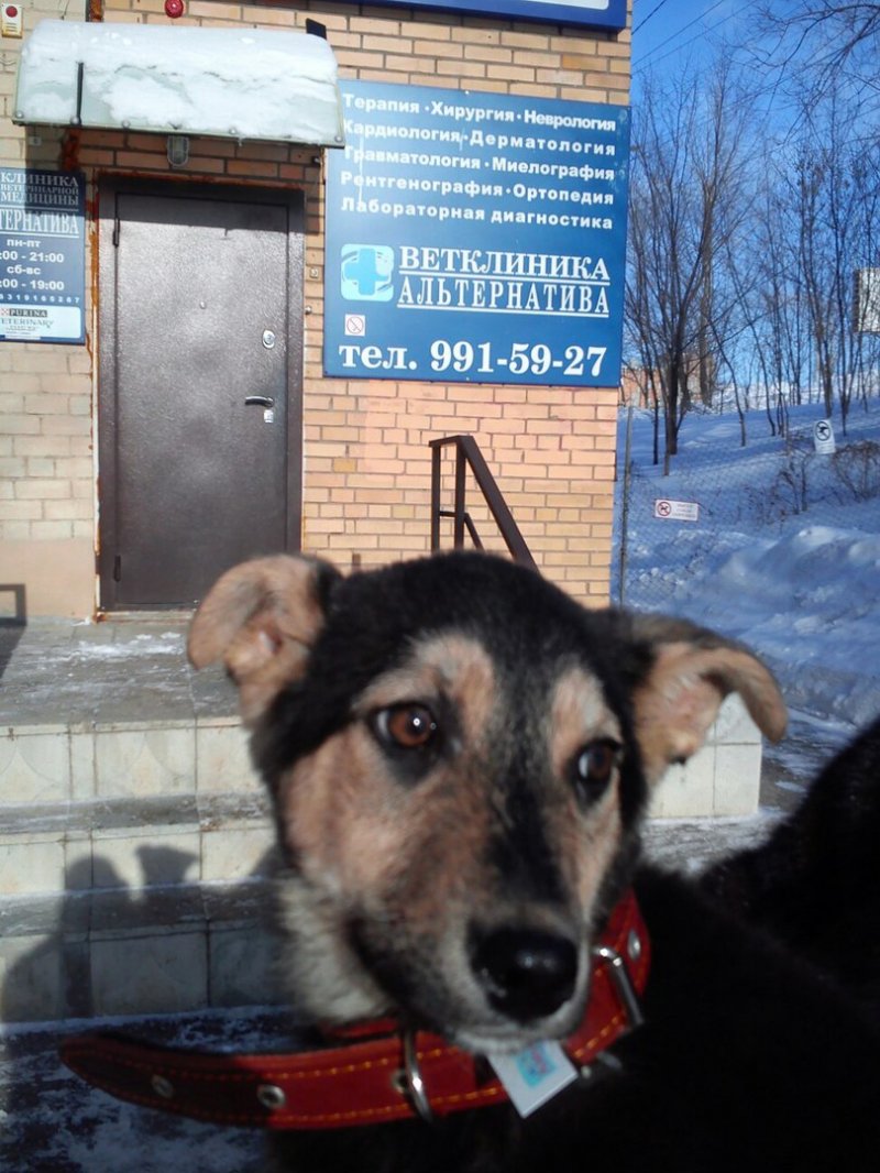 Щенок с очень странными лапами привлек внимание девушки Щенок с очень странными лапами привлек внимание девушки история, лапы, пес, собака, щенок