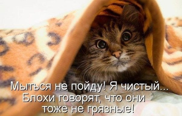 Фото приколы со смешными котами и кошками животные, коты, прикол