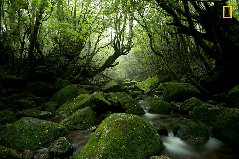 Мшистый лес National Geographic Travel, география, красота, природа, фото