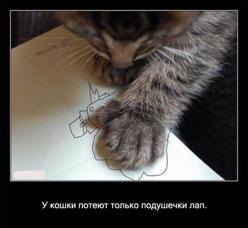 Интересные факты о кошках в картинках Интересные факты о кошках в картинках