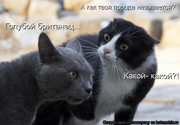 Лучшие котоматрицы недели (50 фото)